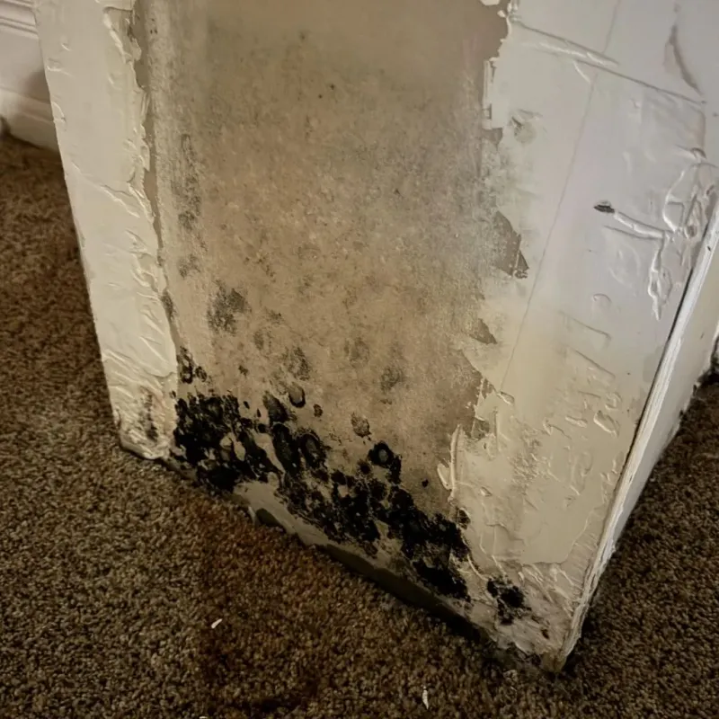 Professional Mold Removal in Cayuga, IN